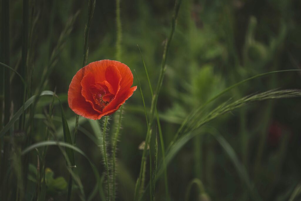 A detailed close-up shot of a red poppy flower among lush green foliage, captured with shallow focus.